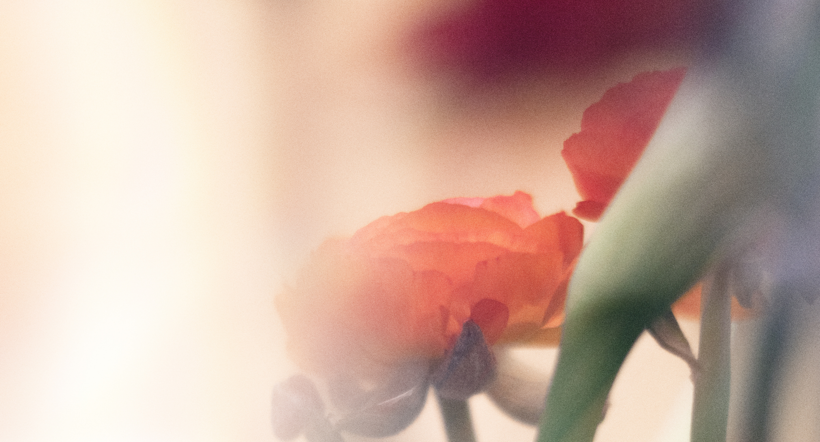 Mother's Day Collection