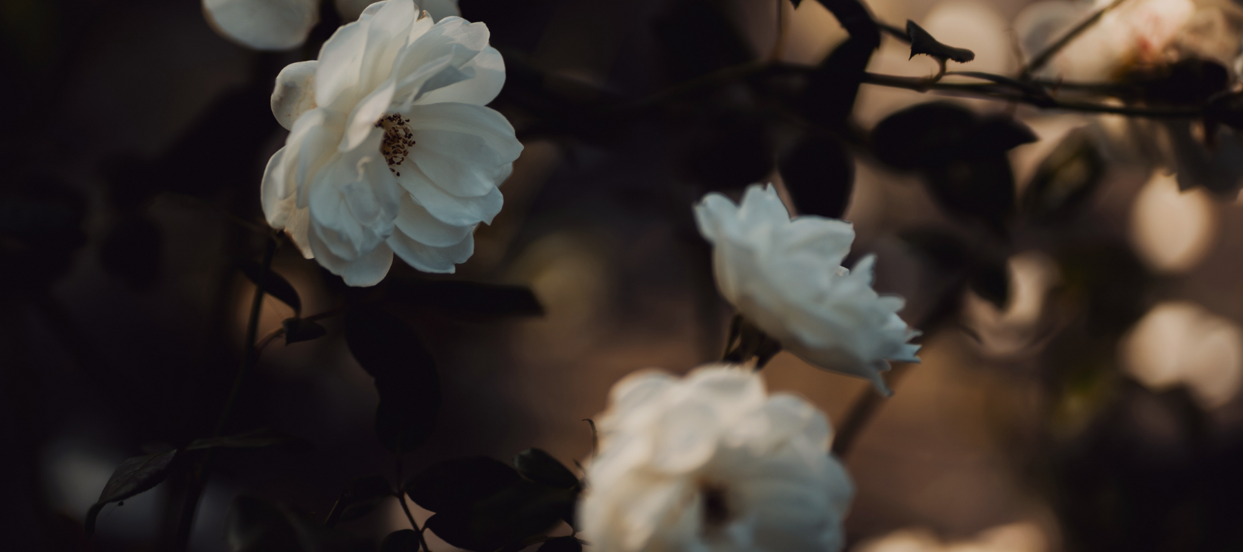 Purchase 2, Receive 1 Complimentary